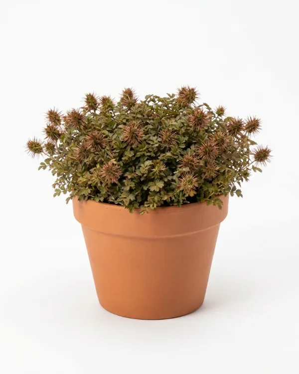 Taggpimpinell — Acaena microphylla 'Kupferteppich'