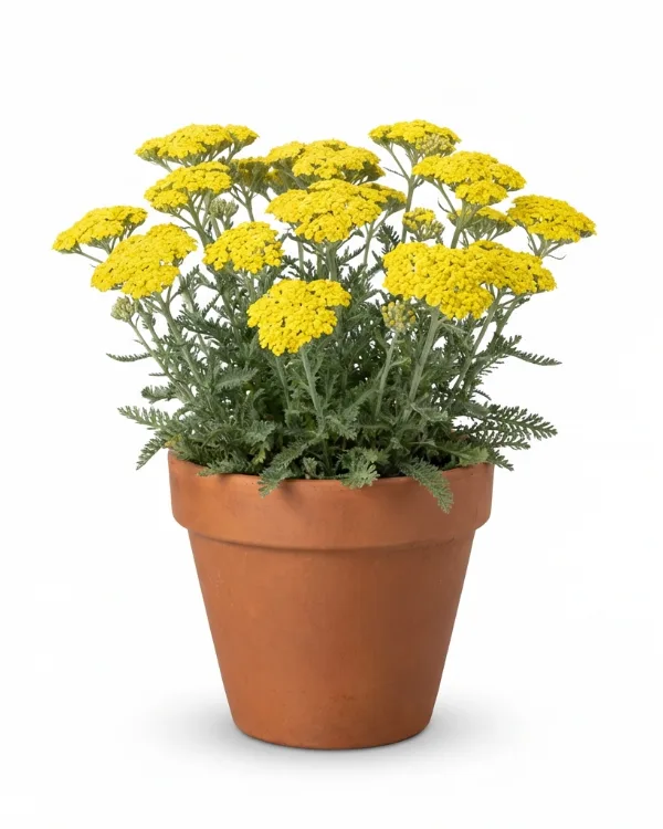 Gyllenröllika — Achillea 'Coronation Gold'