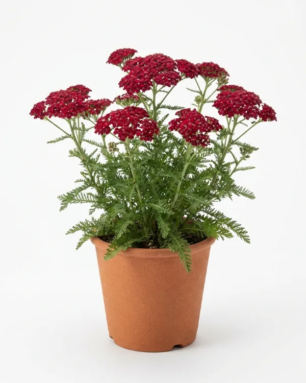 Gyllenröllika — Achillea 'Credo'