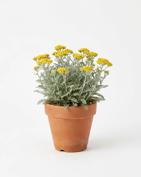 Gyllenröllika — Achillea LITTLE MOONSHINE