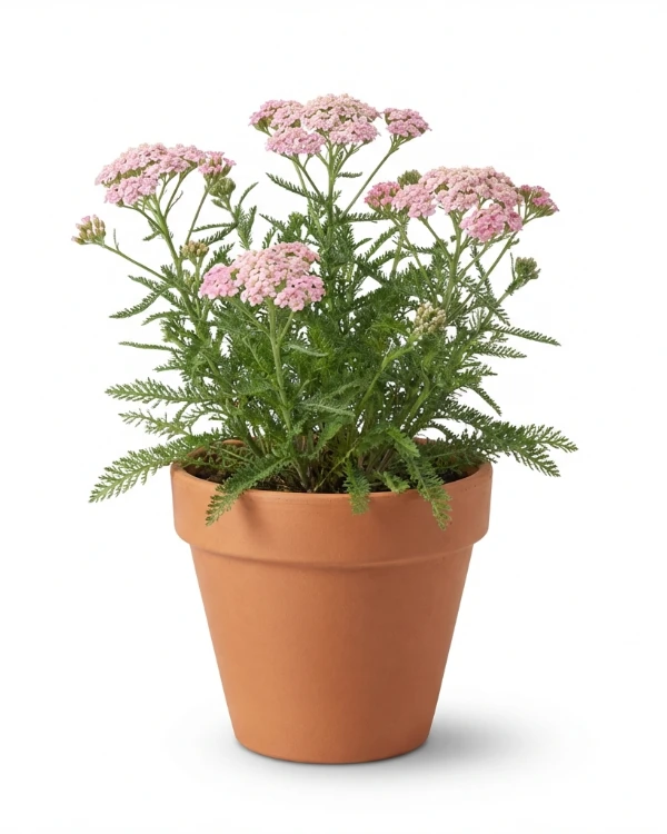 Röllika — Achillea millefolium 'Apfelblüte'