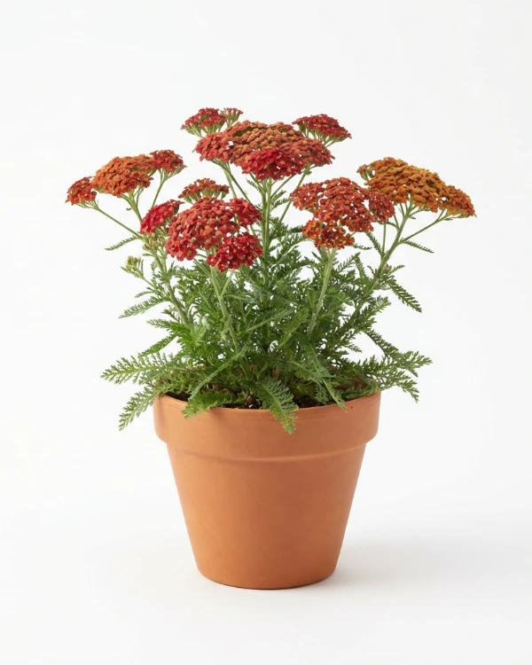 Röllika — Achillea millefolium 'Paprika'