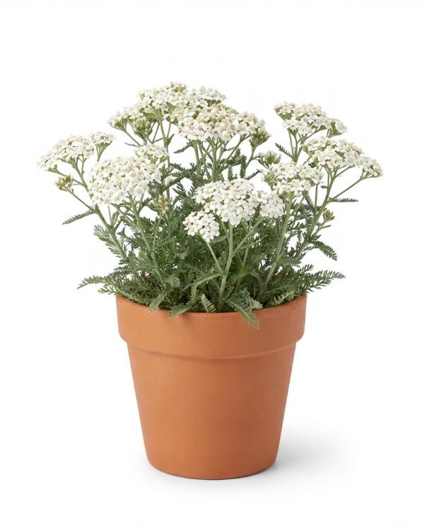 Röllika — Achillea millefolium 'Schneetaler'