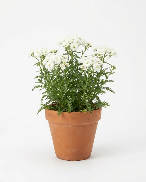 Vitpytta — Achillea ptarmica multiplex 'Marsliden' G.K. Ny 2026