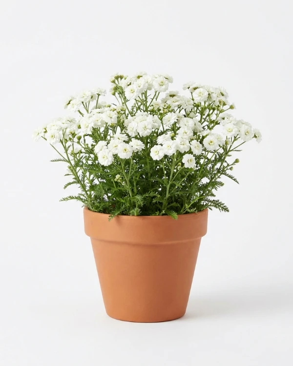 Vitpytta — Achillea ptarmica 'The Pearl'