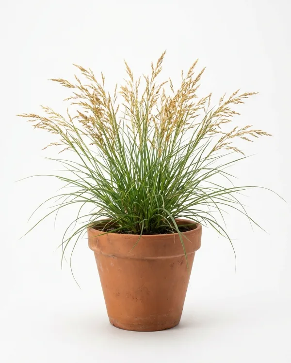 Silvergräs — Achnatherum calamagrostis 'Algäu'