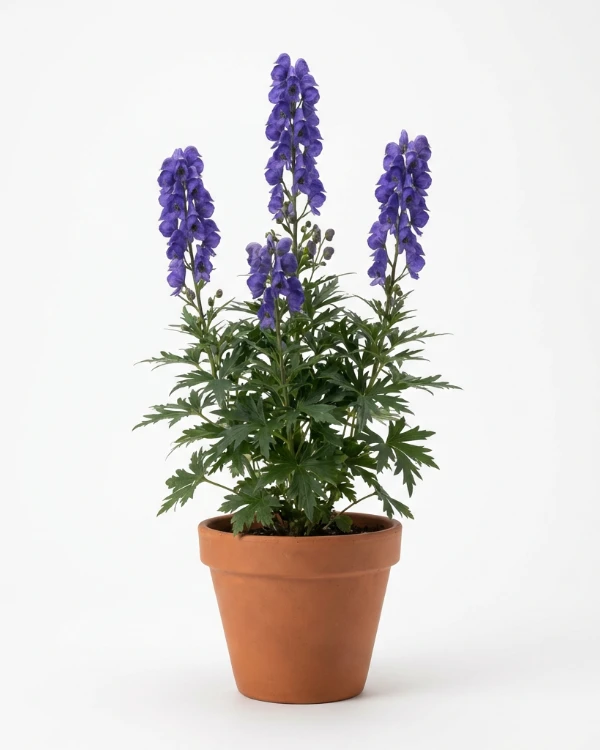 Ametiststormhatt — Aconitum carmichaelii 'Arendsii'