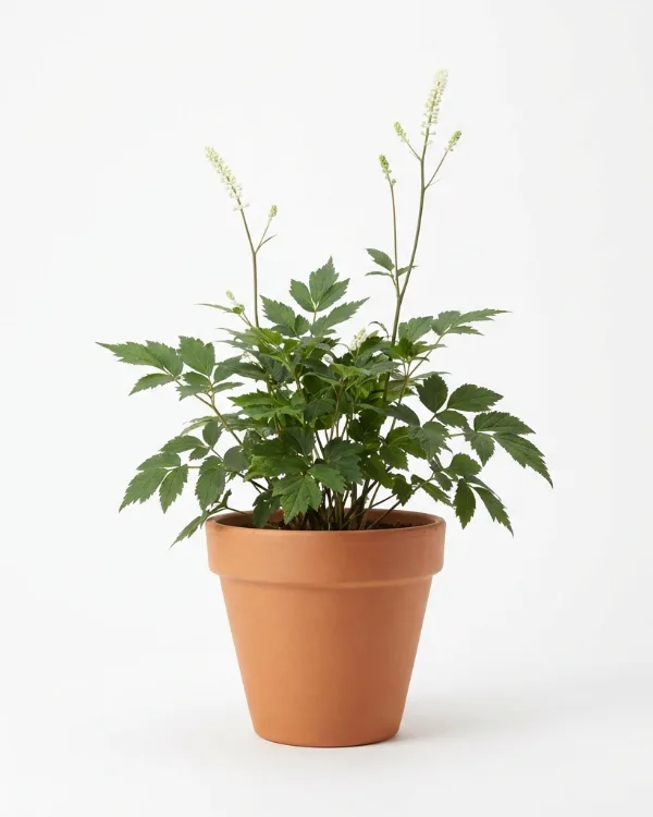 Läkesilverax — Actaea racemosa