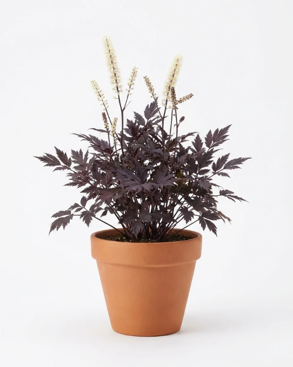 Höstsilverax (liten kruka) — Actaea simplex 'Brunette' (liten kruka)