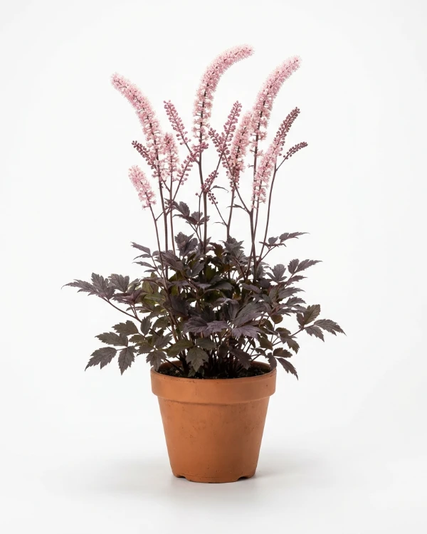 Höstsilverax (liten kruka) — Actaea simplex 'Pink Spike' (liten kruka)