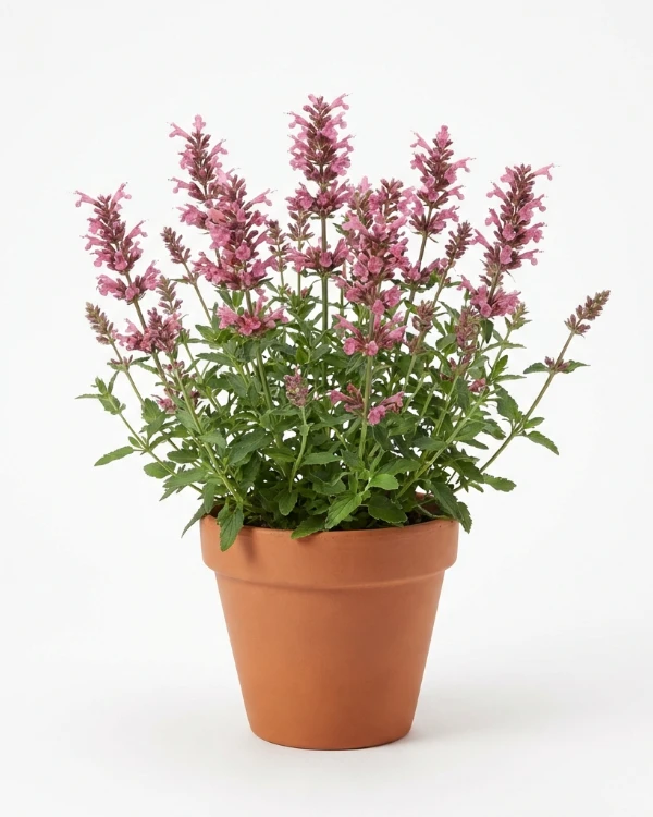 Anisisop — Agastache 'Beelicious Pink'