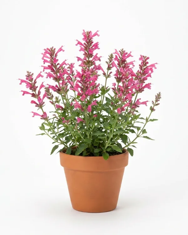 Anisisop — Agastache BEELICIUS PINK
