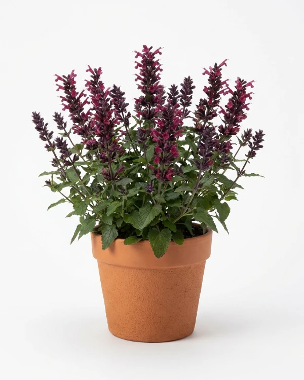 Anisisop — Agastache 'Black Adder'