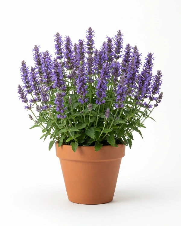 Anisisop (liten kruka) — Agastache 'Blue Fortune' (liten kruka)