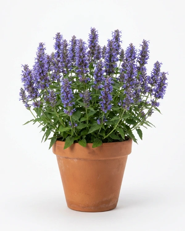 Koreansk anisisop — Agastache rugosa 'Little Adder'