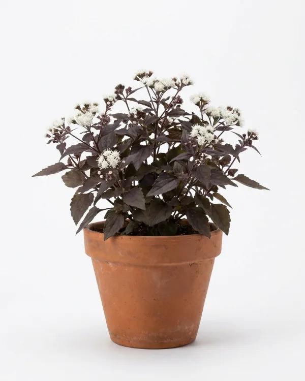 Rostflockel (stor kruka) — Ageratina altissima 'Chocolate' (stor kruka)