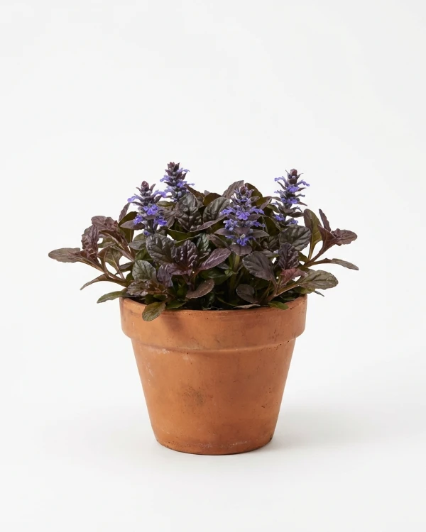 Revsuga — Ajuga reptans 'Braunherz'