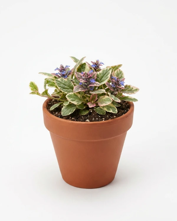 Revsuga — Ajuga reptans 'Burgundy Glow'