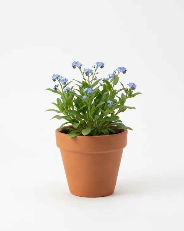 Äkta förgätmigej — Myosotis scorpioides