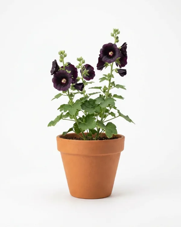 Stockros — Alcea rosea 'Nigra'