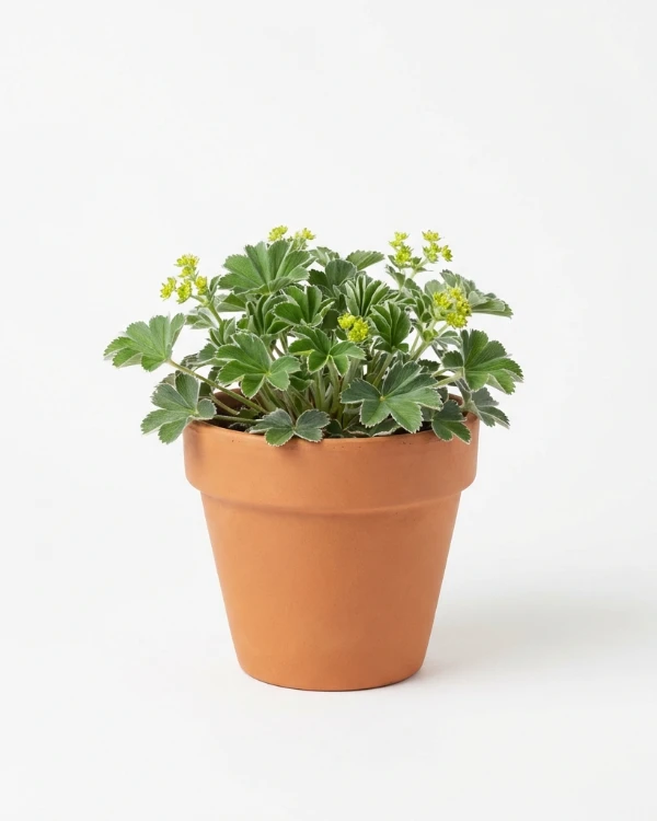 Fjällkåpa — Alchemilla alpina