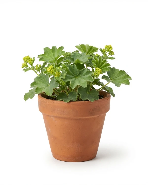 Liten praktdaggkåpa — Alchemilla epipsila