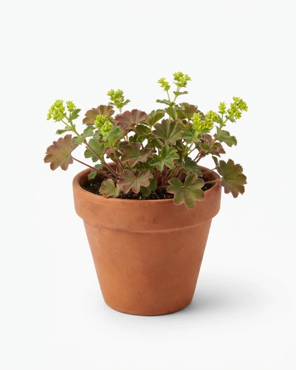 Rödskaftig daggkåpa — Alchemilla erythropoda