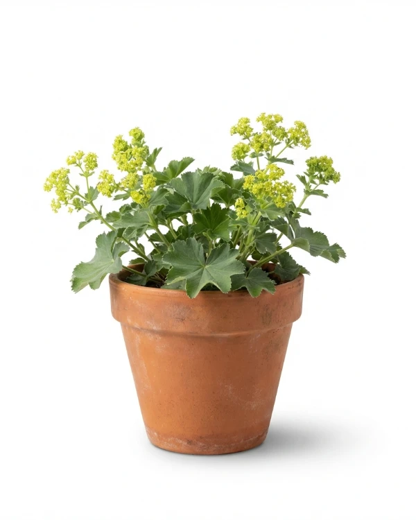 Jättedaggkåpa (liten kruka) — Alchemilla mollis (liten kruka)