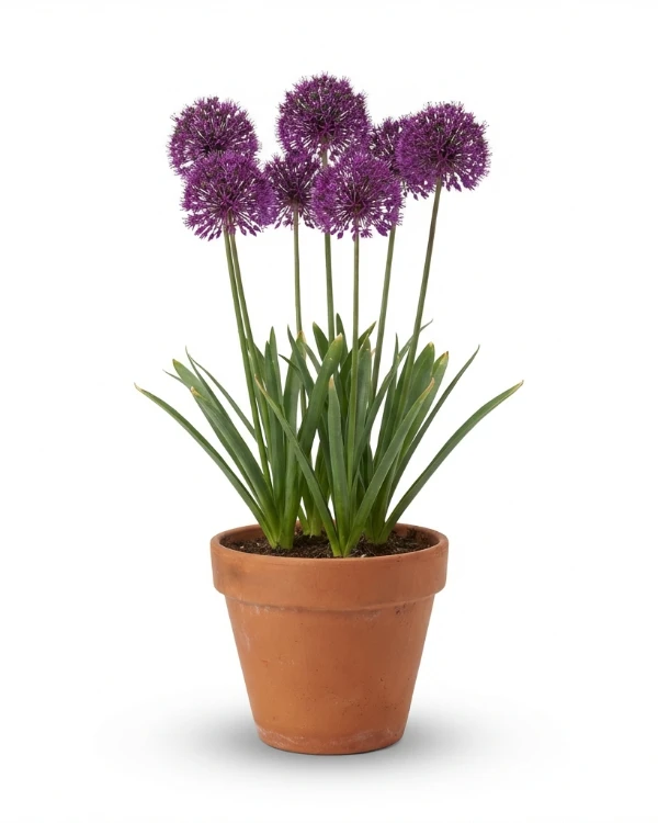 Purpurlök — Allium hollandicum 'Purple Sensation'