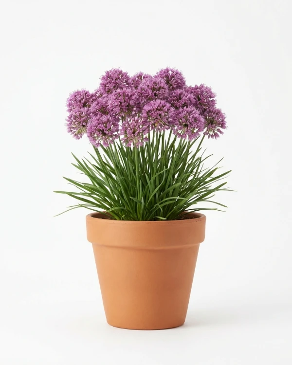 Trädgårdskantlök — Allium 'Millenium'