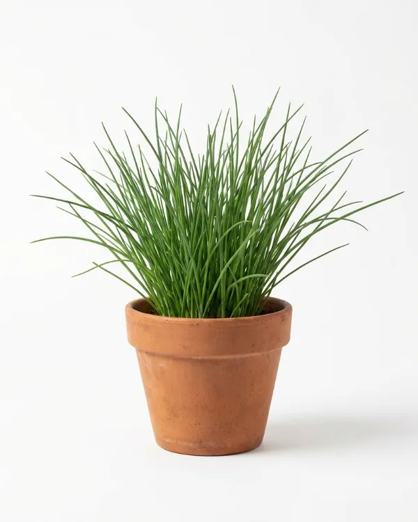 Gräslök — Allium schoenoprasum