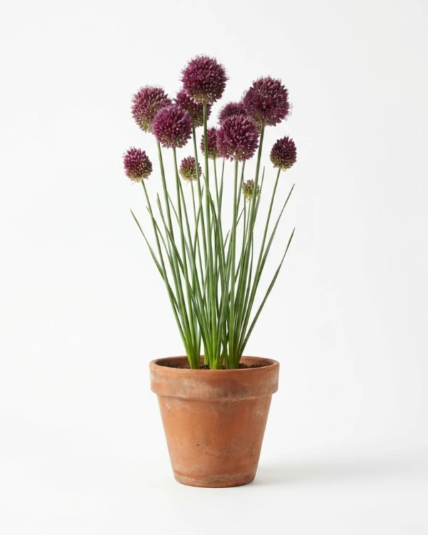 Klotlök — Allium sphaerocephalon