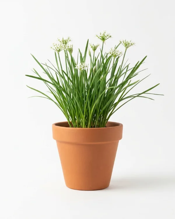 Kinesisk gräslök — Allium tuberosum