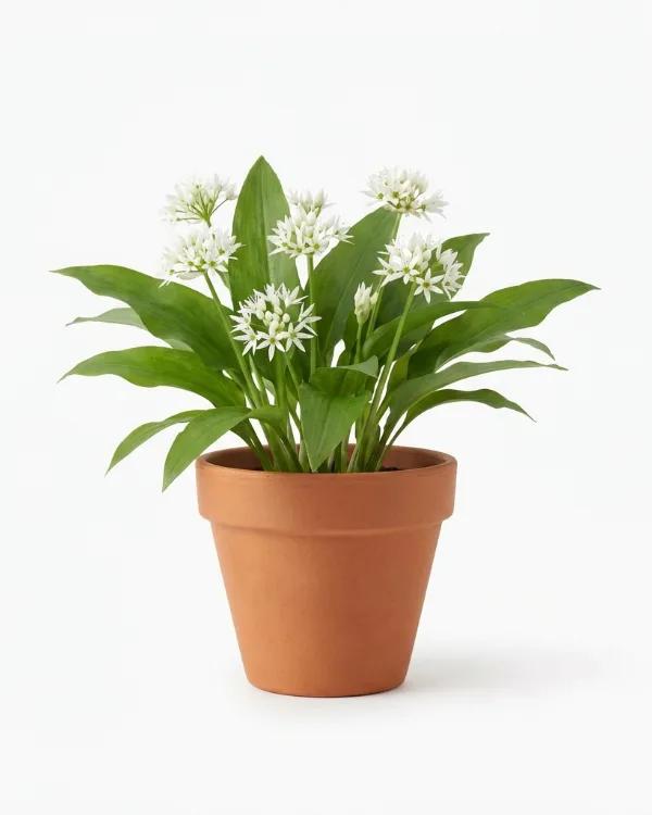 Ramslök — Allium ursinum