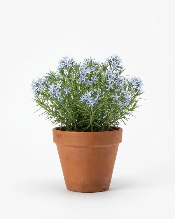 Amsonia — Amsonia 'Blue Ice' Ny 2026