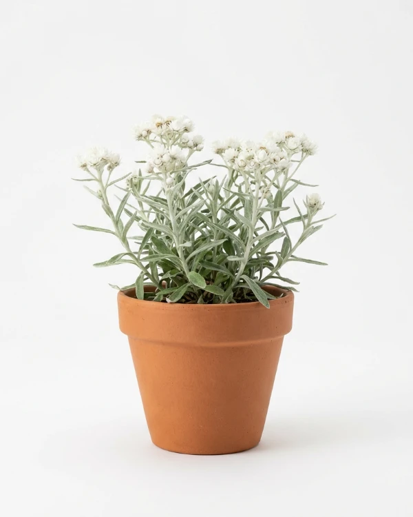 Pärleternell — Anaphalis margaritacea