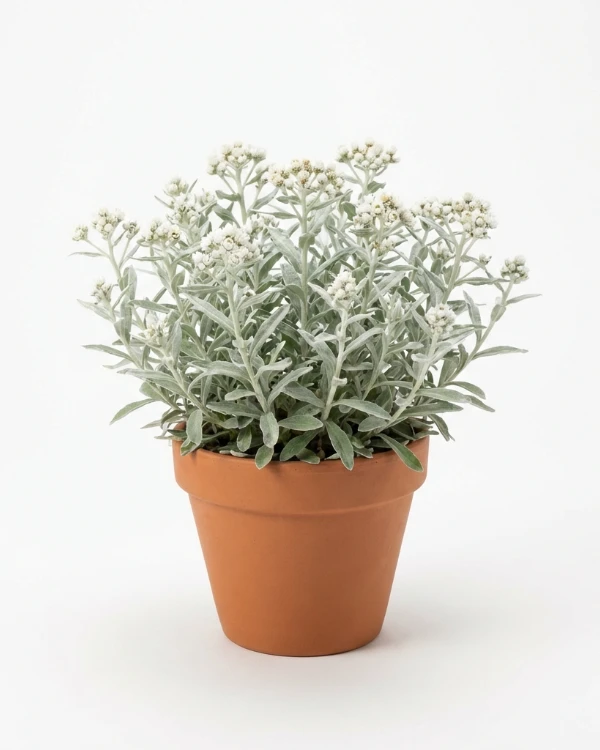 Ulleternell — Anaphalis triplinervis