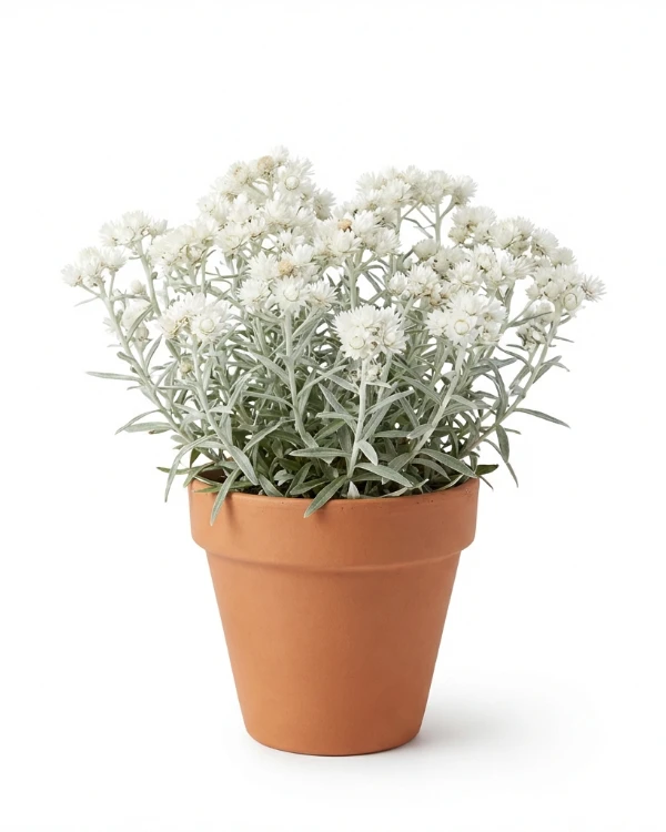 Ulleternell — Anaphalis triplinervis 'Sommerschnee'