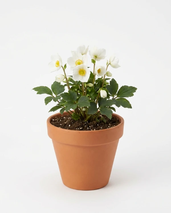 Fylld höstanemon — Anemone hupehensis jap. 'Snow Angel'