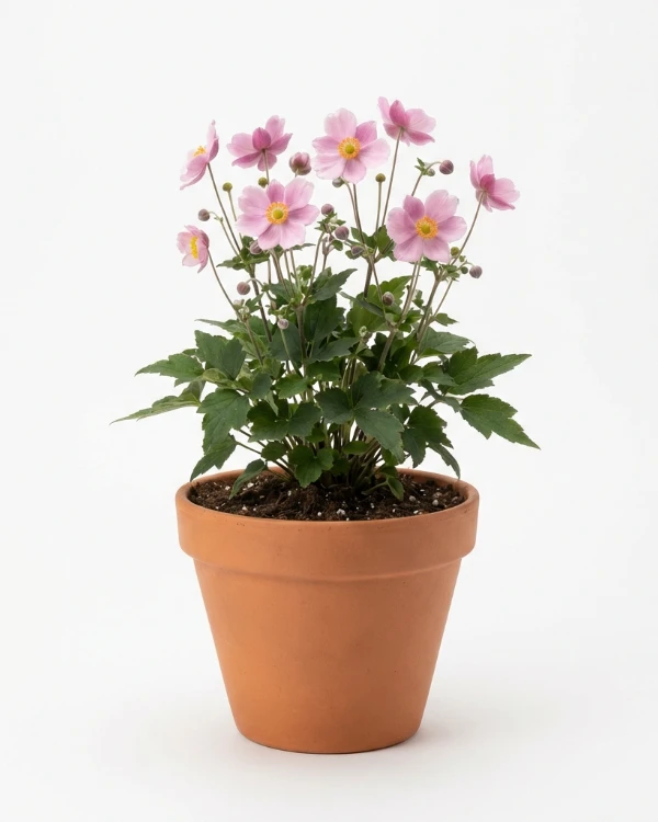 Höstanemon — Anemone hupehensis 'September Charm'