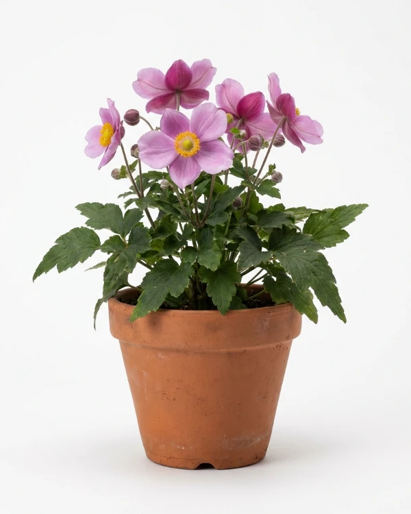 Höstanemon — Anemone hupehensis 'Splendens'