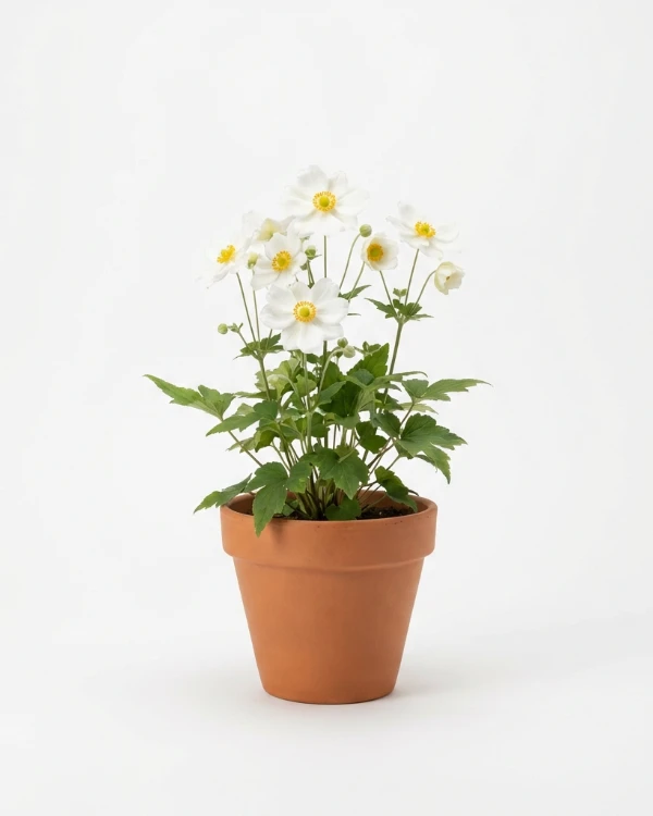 Höstanemon — Anemone hybrida 'Honorine Jobert'