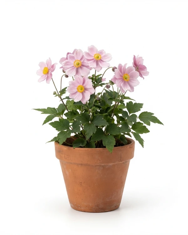 Höstanemon — Anemone hybrida 'Königin Charlotte'