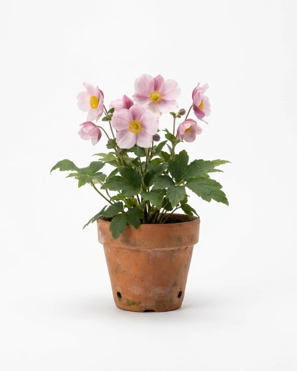 Höstanemon — Anemone hybrida 'Serenade'