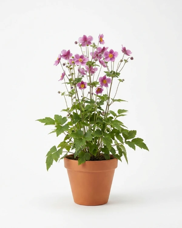 Höstanemon — Anemone tomentosa 'Robustissima'