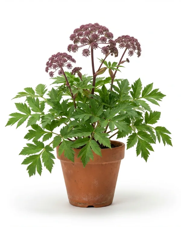 Purpurkvanne — Angelica gigas