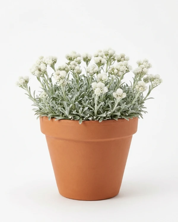 Kattfot — Antennaria dioica 'Alba'