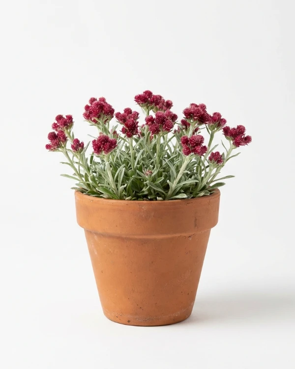 Kattfot — Antennaria dioica 'Rubra'