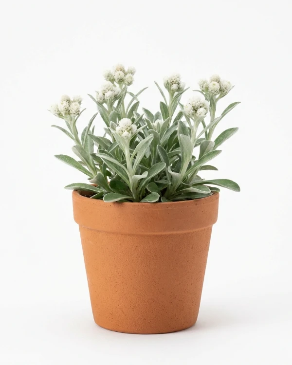 Jättekattfot — Antennaria plantaginifolia