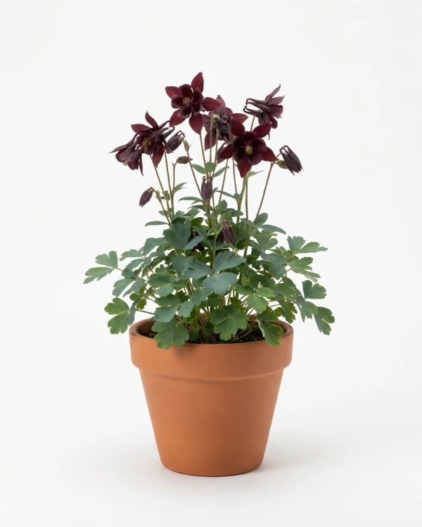 Akleja — Aquilegia vulgaris stellata 'Black Barlow'